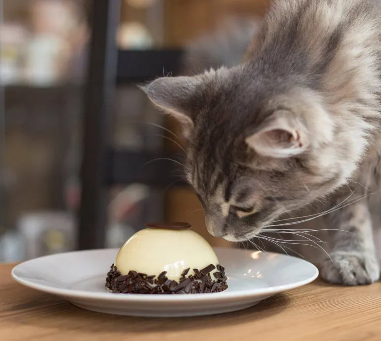 BookNoFees: Cafetería – Cat Café – Budapest – Café de gatos, foto 1
