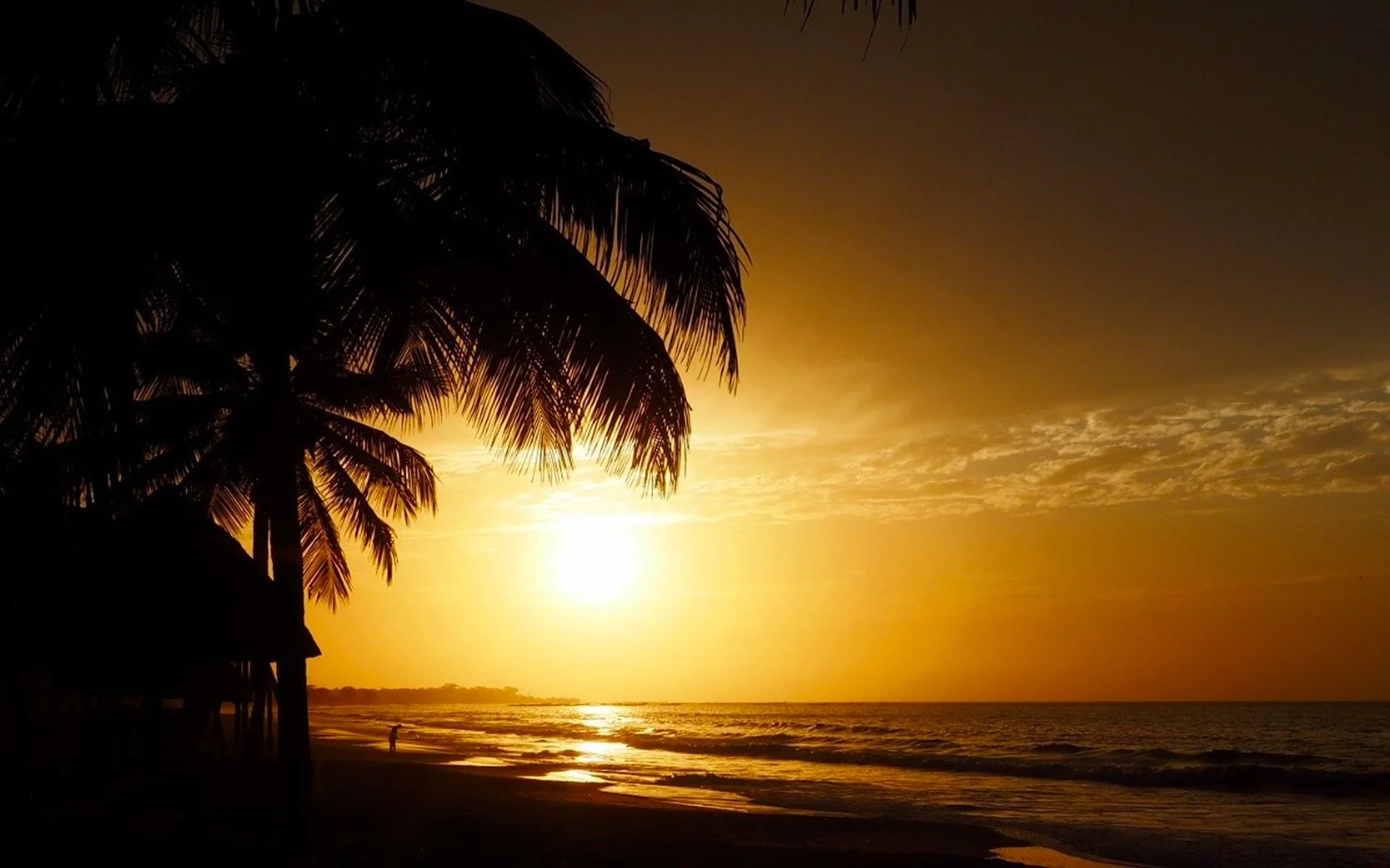 Palmeras en la playa de Gambia al atardecer